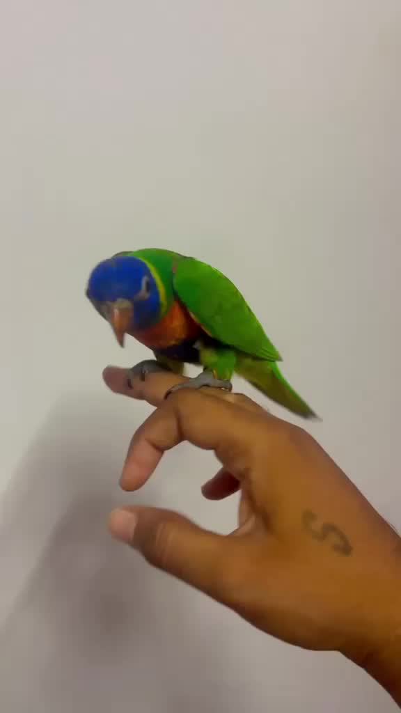 Chattering Lorikeet at a farm in Mudhol, Karnataka