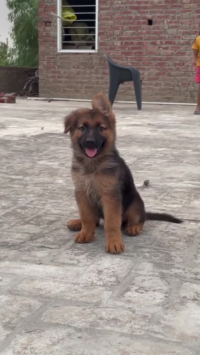 Dachshund Puppy at a farm in Agar, Madhya Pradesh