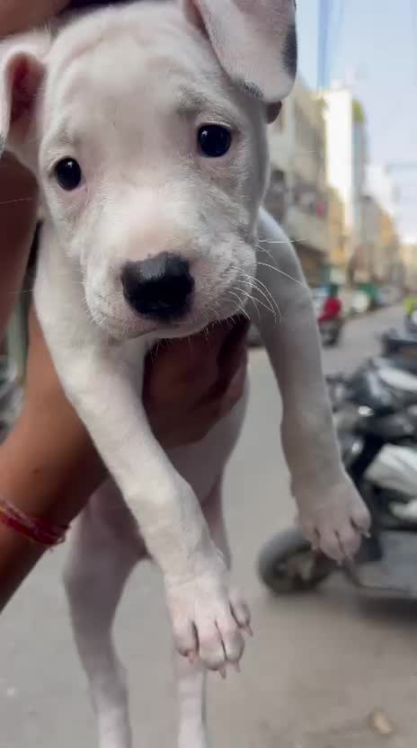 Pitbull Terrier Puppy at a farm in Delhi