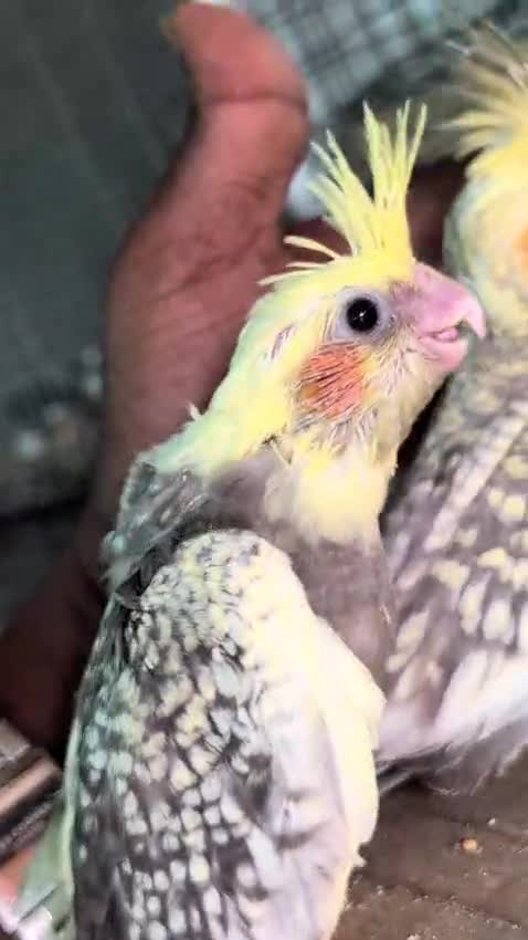 Cockatiel | White Face at a farm in Tiruppur, Tamil Nadu