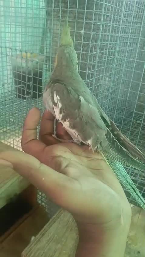 Cockatiel | White Face at a farm in Coimbatore, Tamil Nadu