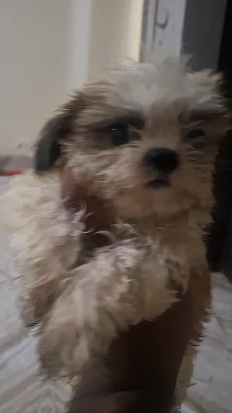 Shih Tzu | Black Color at a farm in Dwarka, Delhi