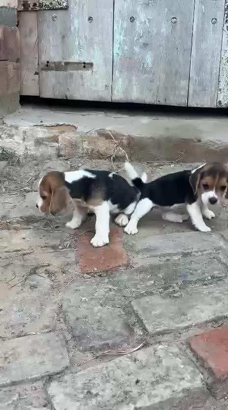 Dachshund Puppy at a farm in Punjab
