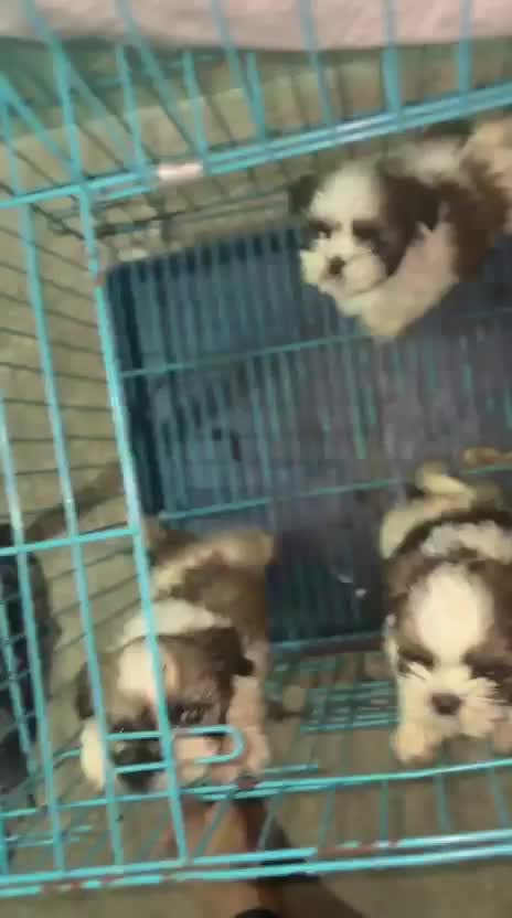 Shih Tzu | Tri Color Puppy at a farm in Erode, Tamil Nadu