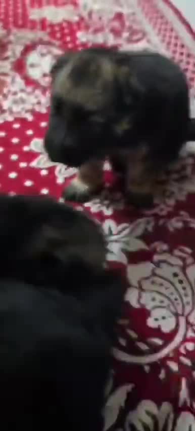 German Shepherd Puppy | Z Black at a farm in Kerala