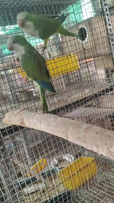 Blue Monk | Blue Quaker Parrot at a farm in Tiruppur, Tamil Nadu