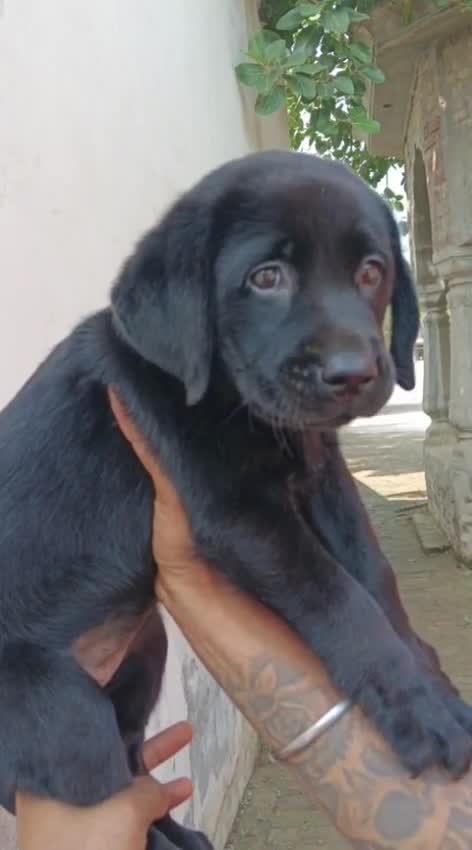 Dachshund Puppy at a farm in Punjab