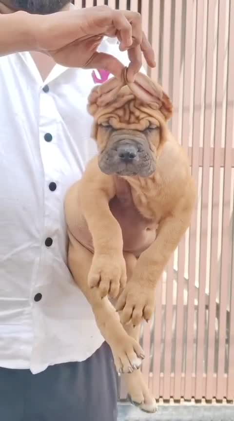 Cane Corso Puppy at a farm in Ambala, Haryana