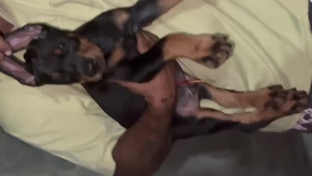 Doberman Pinscher Puppy at a farm in Punjab