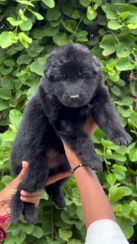 German Shepherd Puppy | Z Black at a farm in Punjab