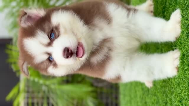 Siberian Husky Puppy | Copper & White Color at a farm in Punjab