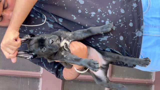 Cane Corso Puppy at a farm in Punjab