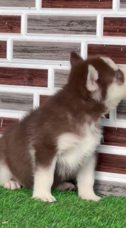 Siberian Husky Puppy | Copper & White Color at a farm in Punjab