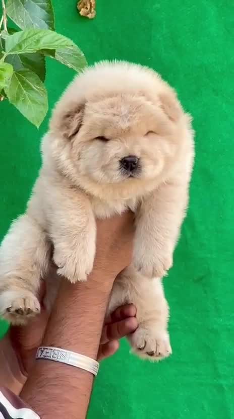 Chow Chow Puppy | Black Color at a farm in Punjab