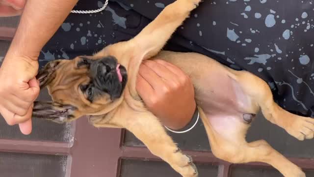 Cane Corso Puppy at a farm in Punjab