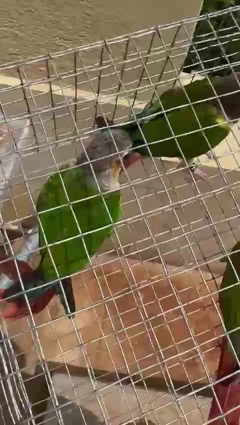 Pineapple Headed Conure at a farm in Bengaluru, Karnataka