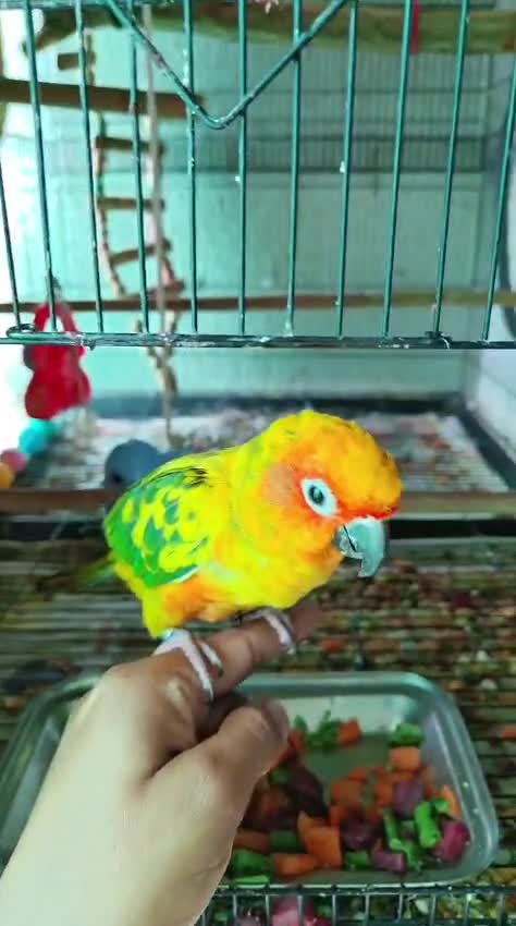 Sun Conure at a farm in Maharashtra