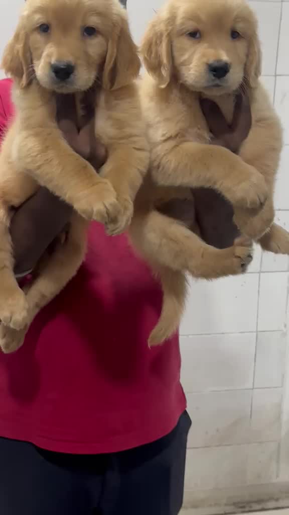 Golden Retriever at a farm in Karnataka
