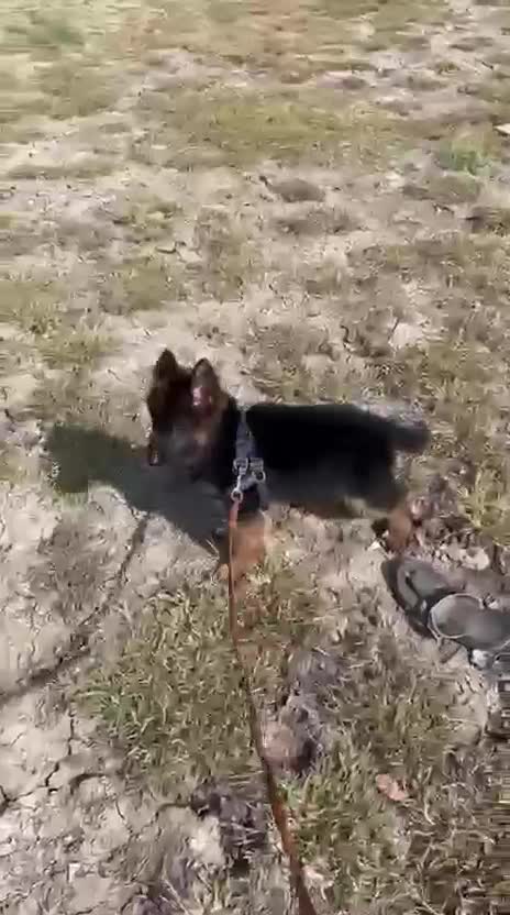 German Shepherd Puppy at a farm in India