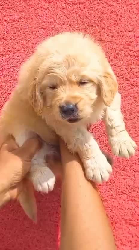 Golden Retriever at a farm in India