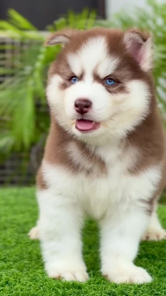 Siberian Husky Puppy | Copper & White Color at a farm in India