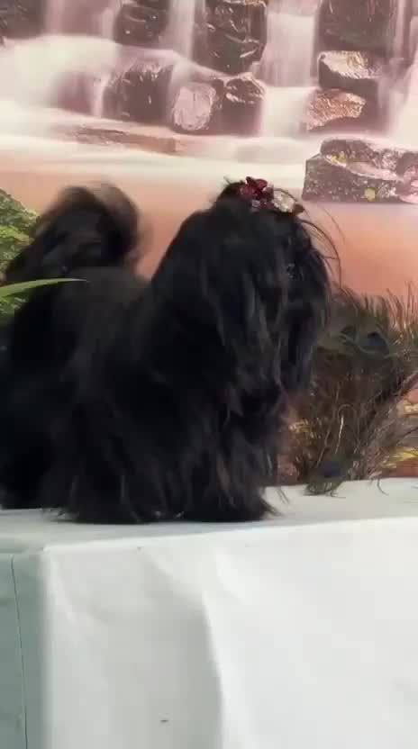 Shih Tzu | Tri Color Puppy at a farm in Mansa, Punjab