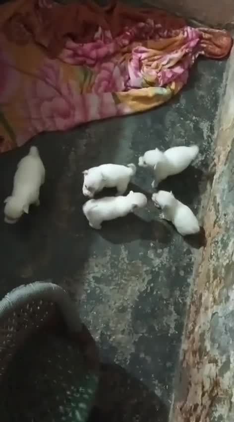 Culture Pom Puppy | White Color at a farm in Delhi