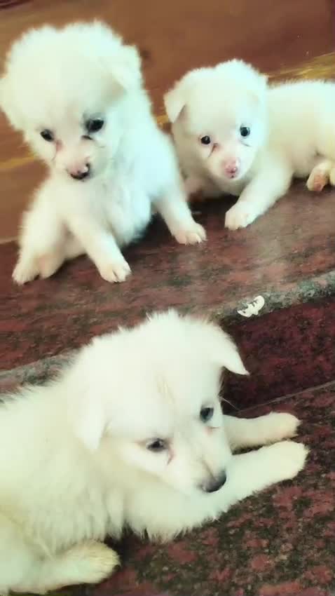 Culture Pom Puppy | White Color at a farm in Uttar Pradesh