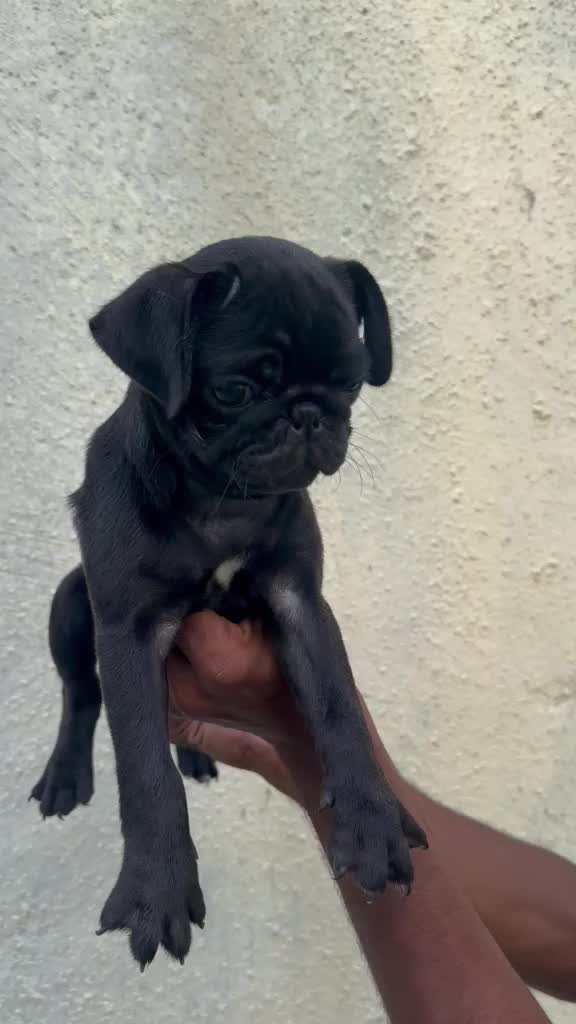 Dachshund Puppy at a farm in India
