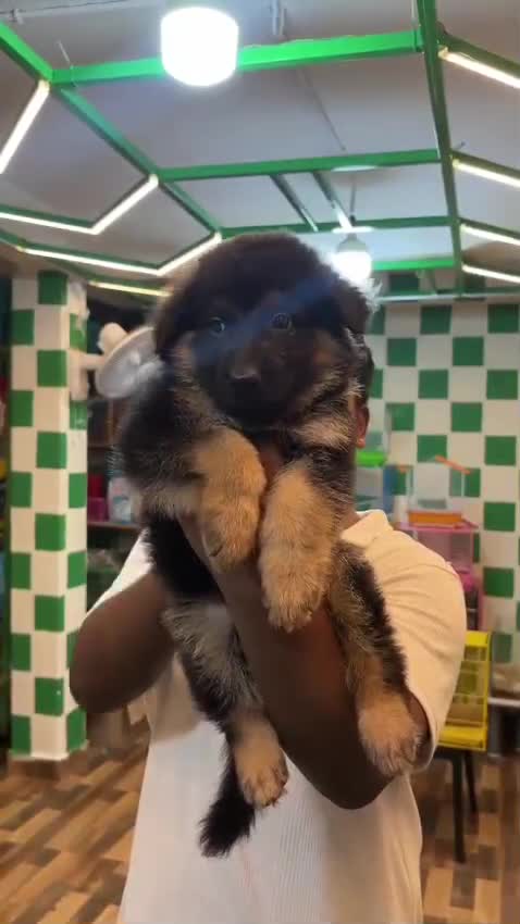 German Shepherd Puppy | Z Black at a farm in Visakhapatnam, Andhra Pradesh