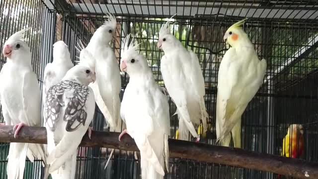 Cockatiel | Albino at a farm in India