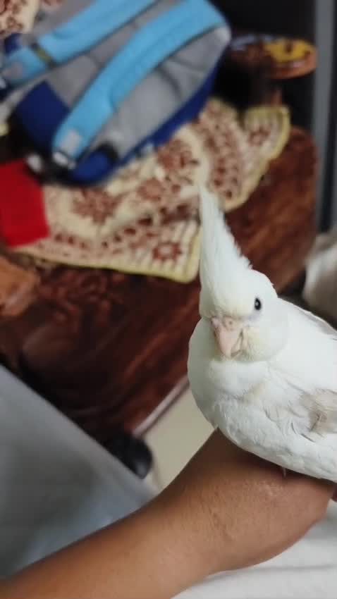 Cockatiel | White Face at a farm in Anand, Gujarat