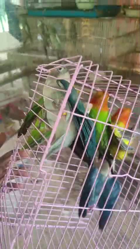 Fish, farm video