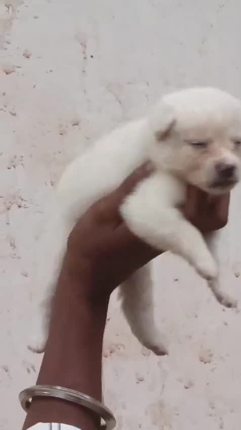 Pomeranian Puppy at a farm in Kodungallur, Kerala