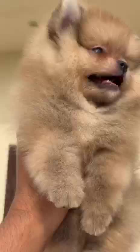 Culture Pom Puppy | White Color at a farm in Rajpura, Punjab
