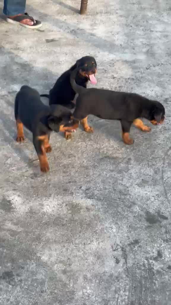 Dachshund Puppy at a farm in Guna, Madhya Pradesh