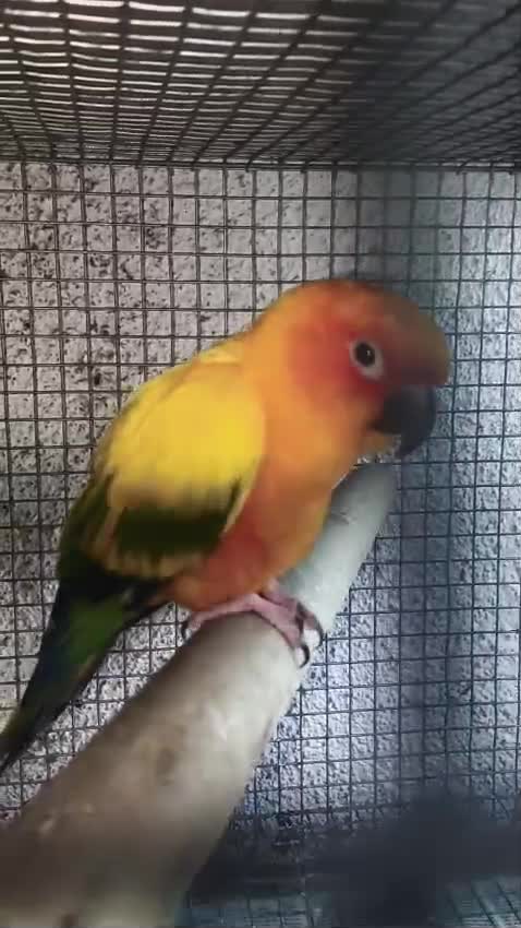 Sun Conure at a farm in Pune, Maharashtra