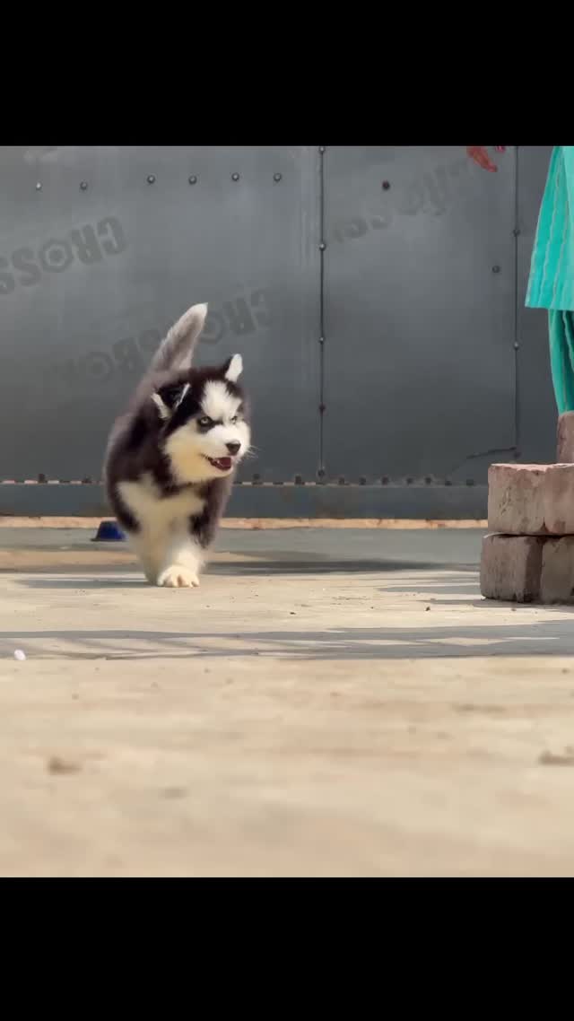 Siberian Husky Puppy | White Color at a farm in Ludhiana, Punjab