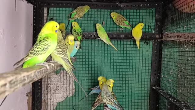 Budgies at a farm in Telangana