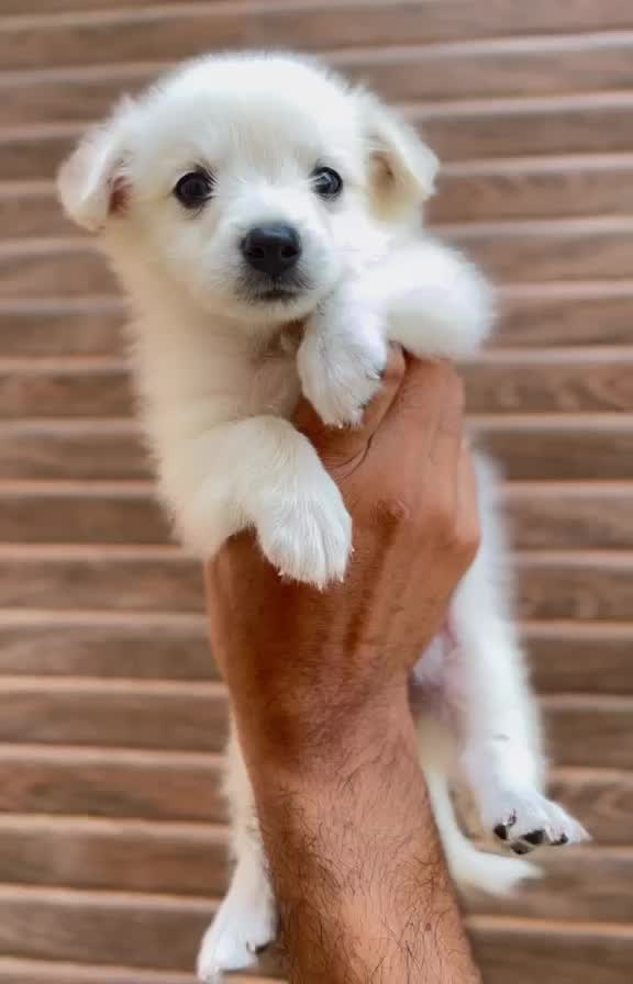 Pomeranian Puppy at a farm in Sangrur, Punjab