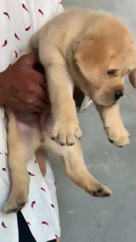 Beagle Black & Tan Puppy at a farm in Karnal, Haryana