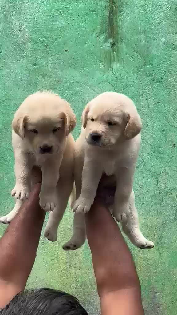 Beagle Black & Tan Puppy at a farm in Bijnor, Uttar Pradesh