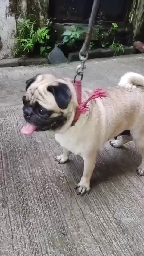 Pug Puppy | Apricot Color at a farm in Bareilly, Uttar Pradesh