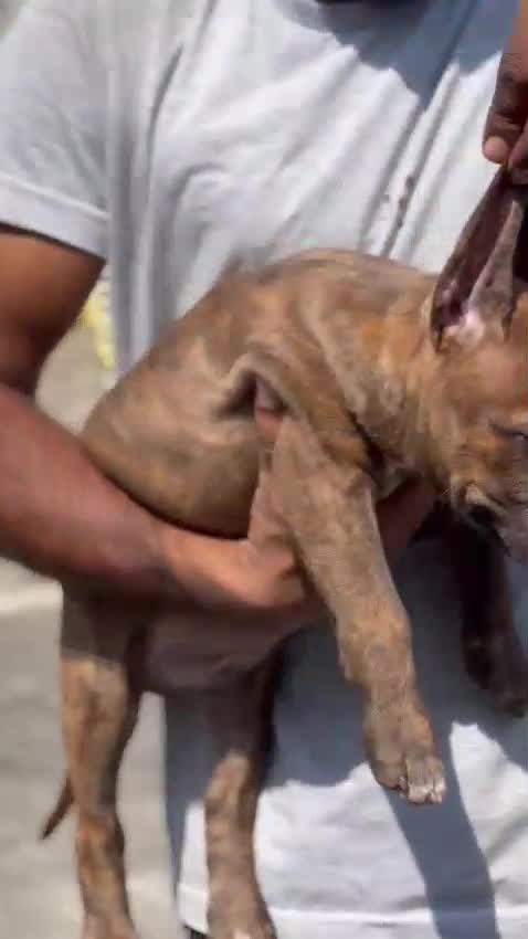 Pitbull Terrier Puppy at a farm in Punjab