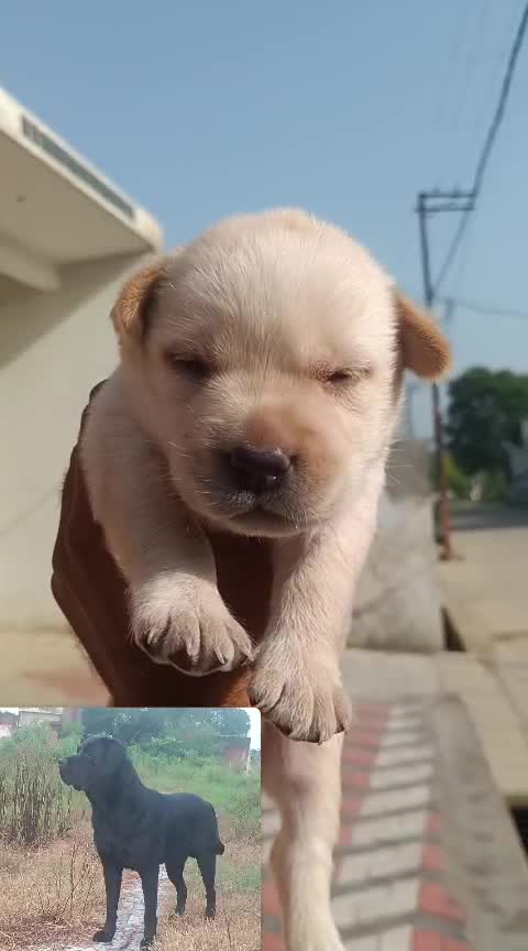 Beagle Black & Tan Puppy at a farm in Shamli, Uttar Pradesh