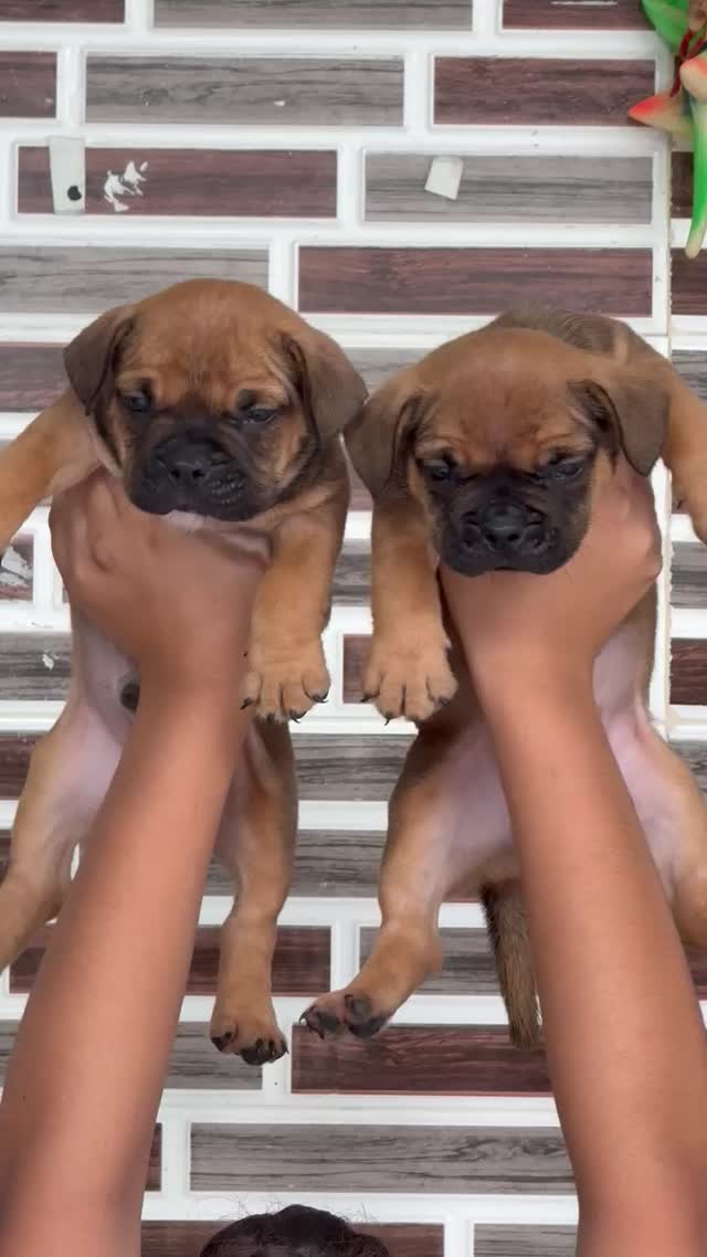 American Bully Pocket Size Puppy at a farm in Punjab