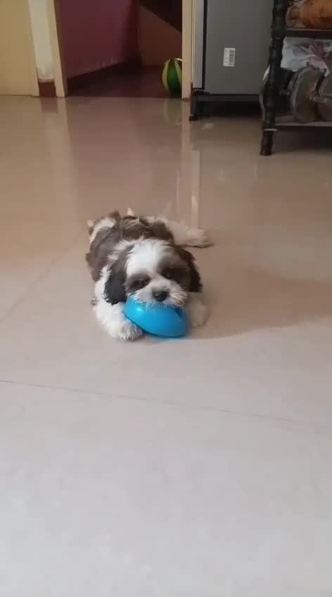 Shih Tzu | Black & White Color at a farm in Chennai, Tamil Nadu