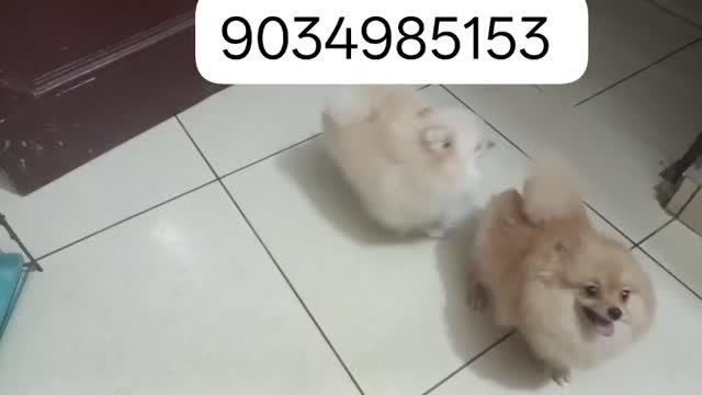 Toy Poodle Puppy at a farm in Uttar Pradesh