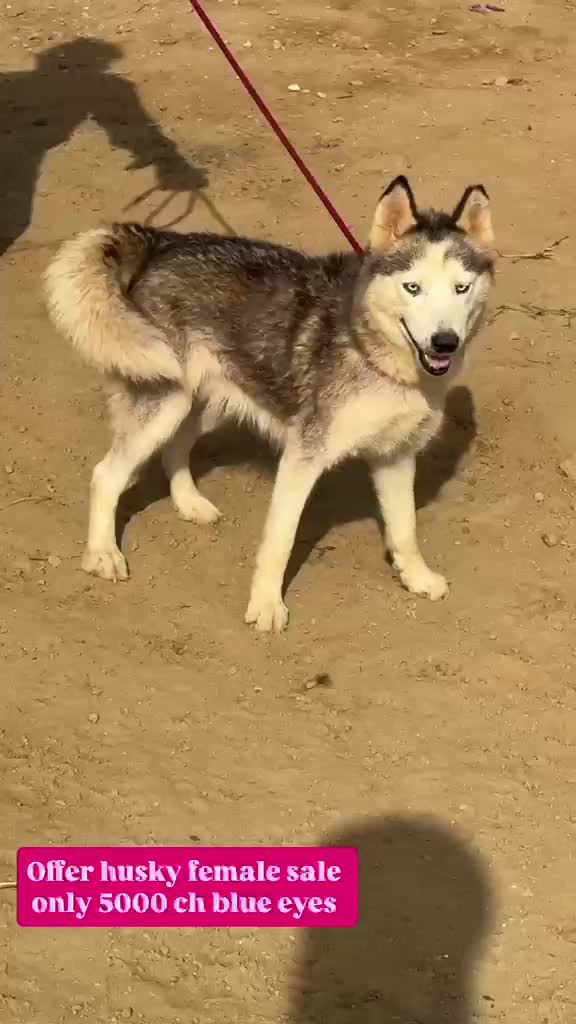 Siberian Husky Puppy | Copper & White Color at a farm in Patiala, Punjab