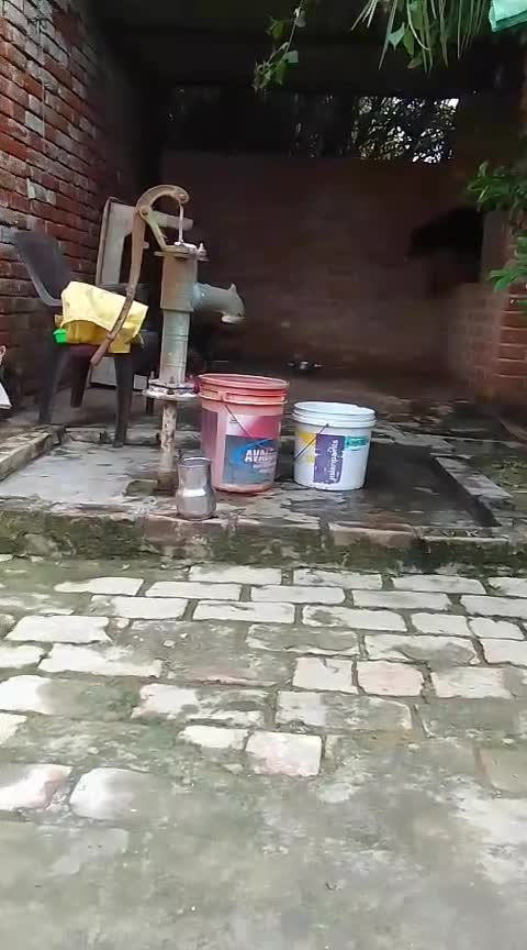 Rottweiler Puppy at a farm in Basti, Uttar Pradesh